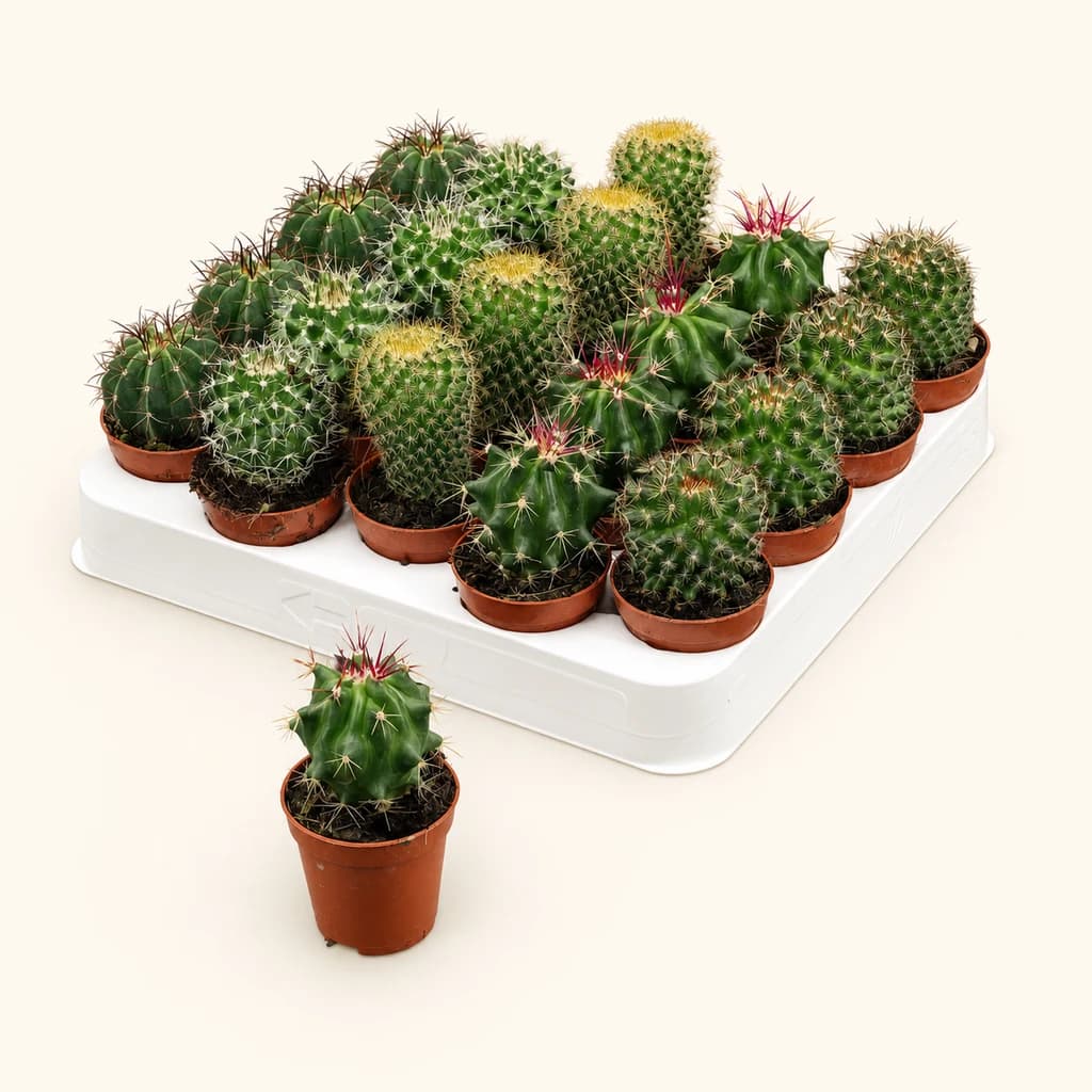 Pack de 20 cactus esfèrics variats (Cactaceae) 15 cm