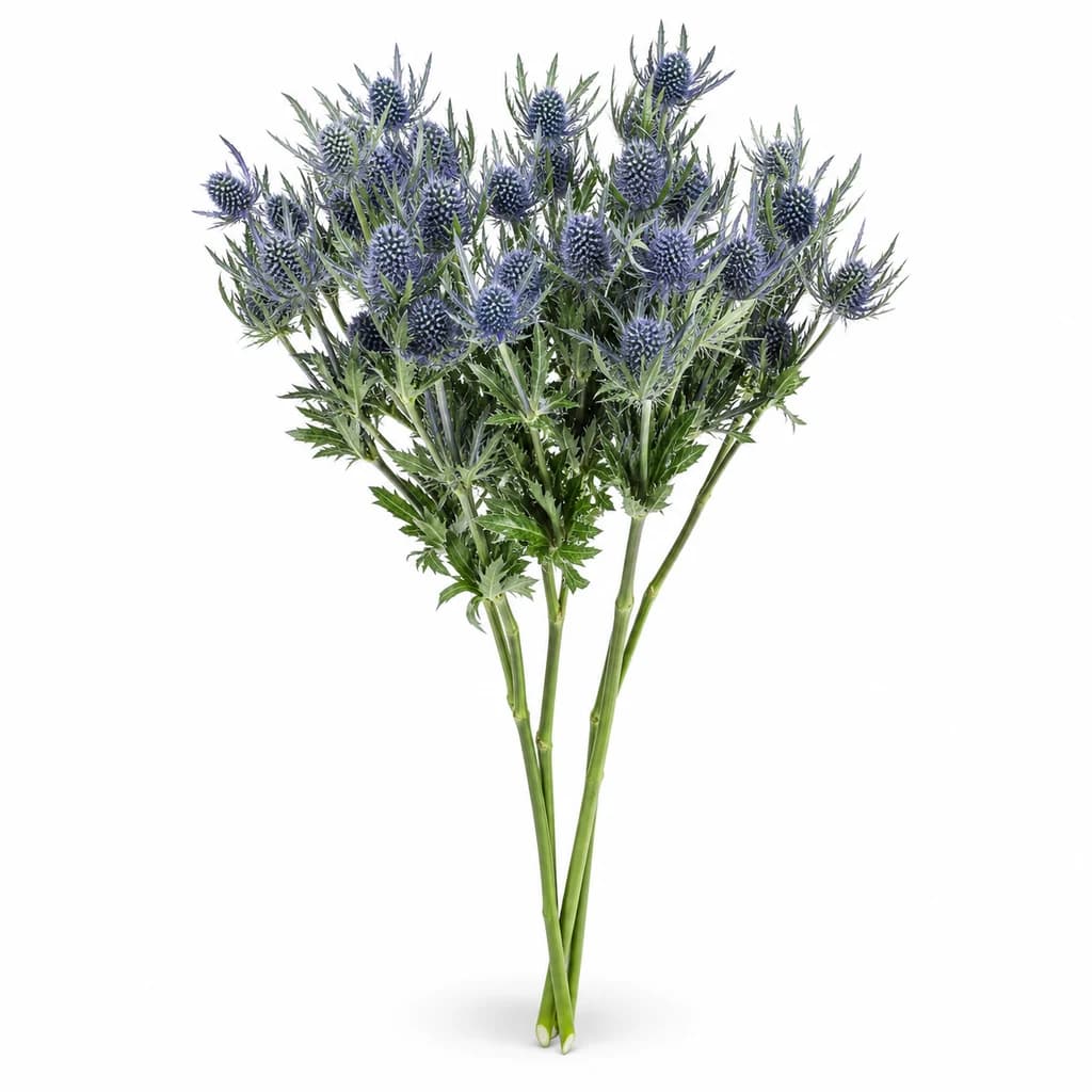 Eryngium Blue Lagoon azul
