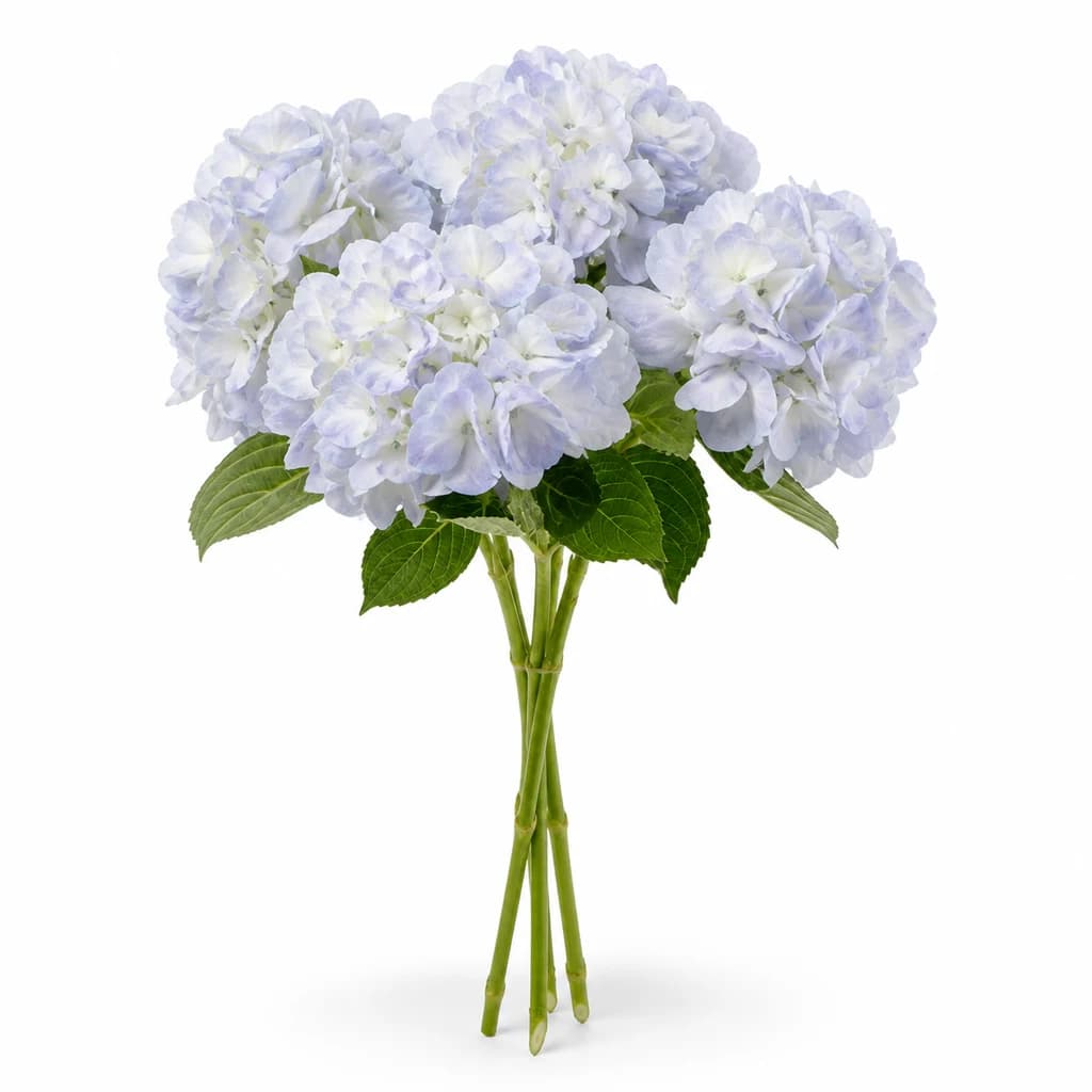 Bouquet de 20 hortensias (Hydrangea) Lilac lavande