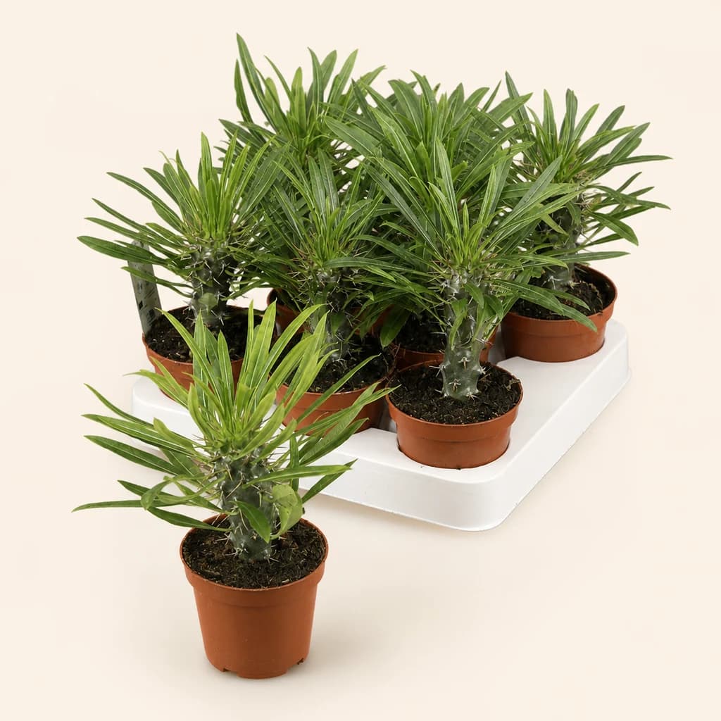 Pack de 8 Pachypodium lamerei (palma de Madagascar) 15 cm