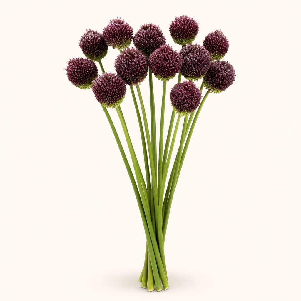 Allium Forelock púrpura