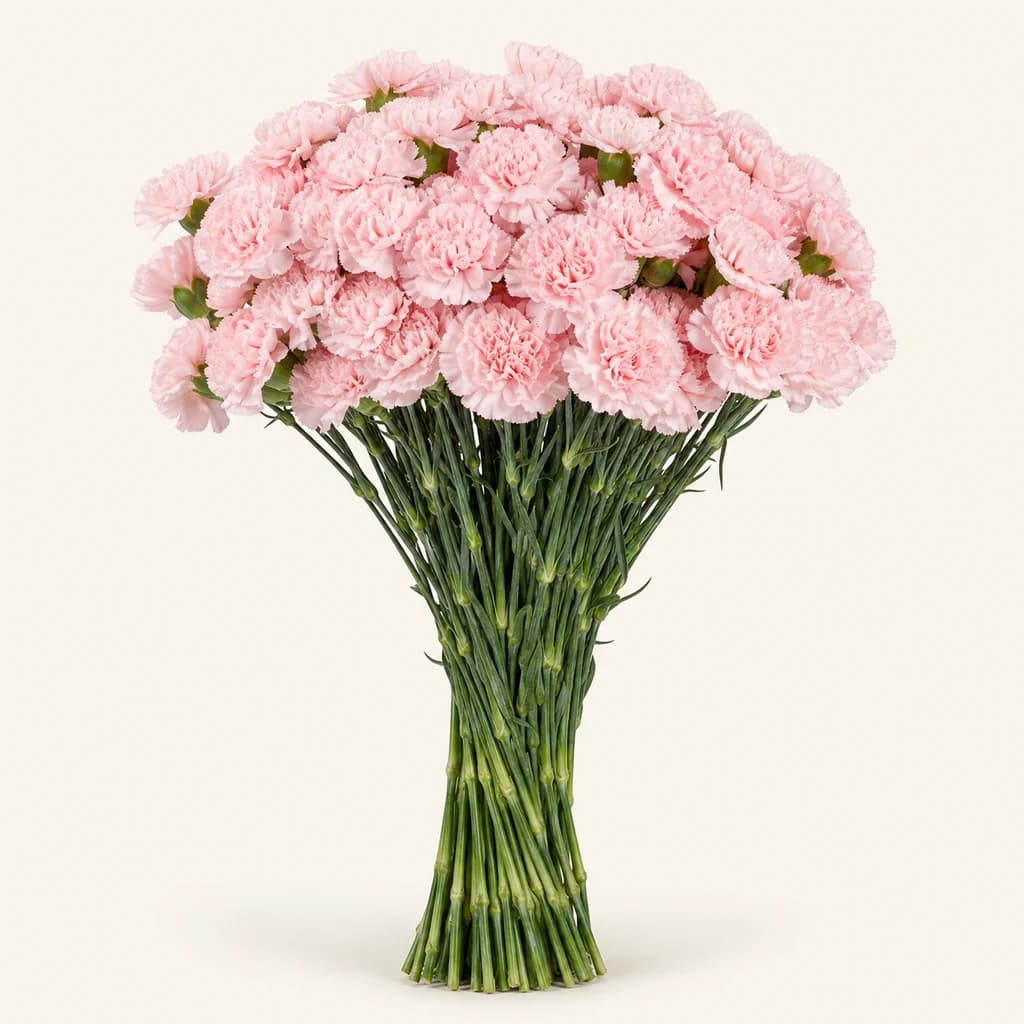 Ramo de 25 Caraveis Rosa Claro de