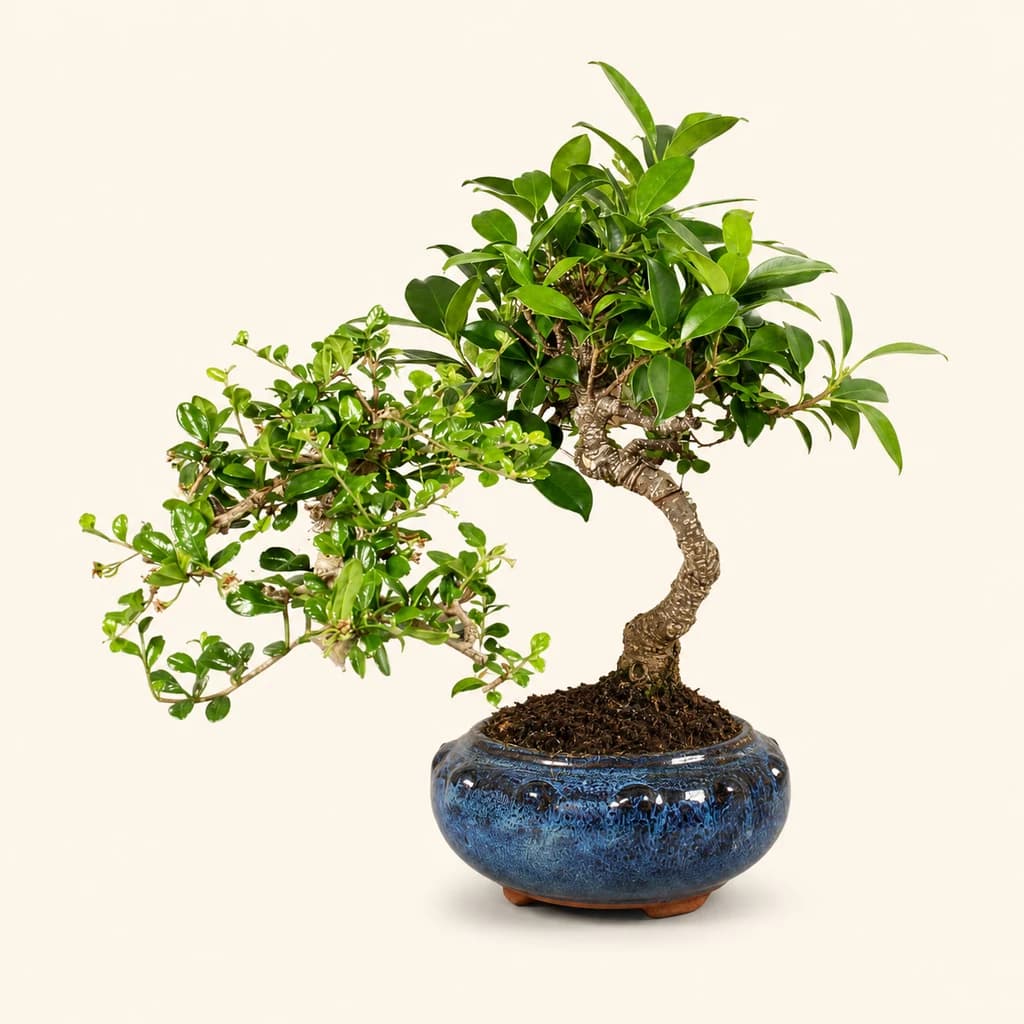 Bonsai Mix d'Intérieur en Céramique Verte