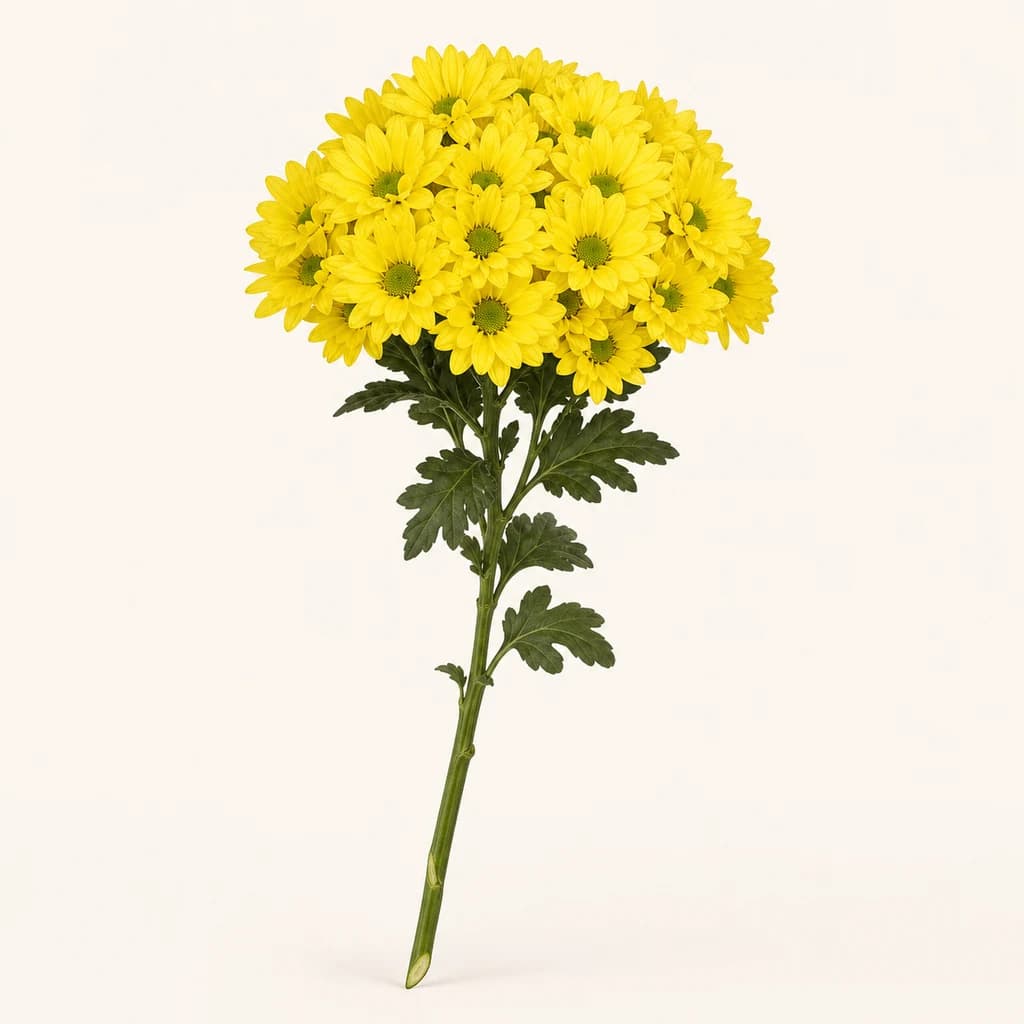 Crisântemo Dutchmaster amarelo