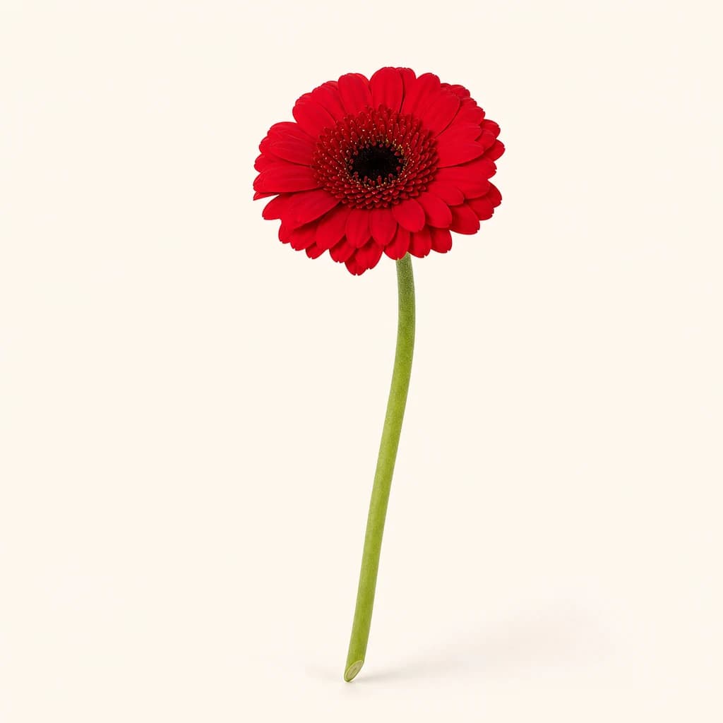 Gerbera mini Red Ruby