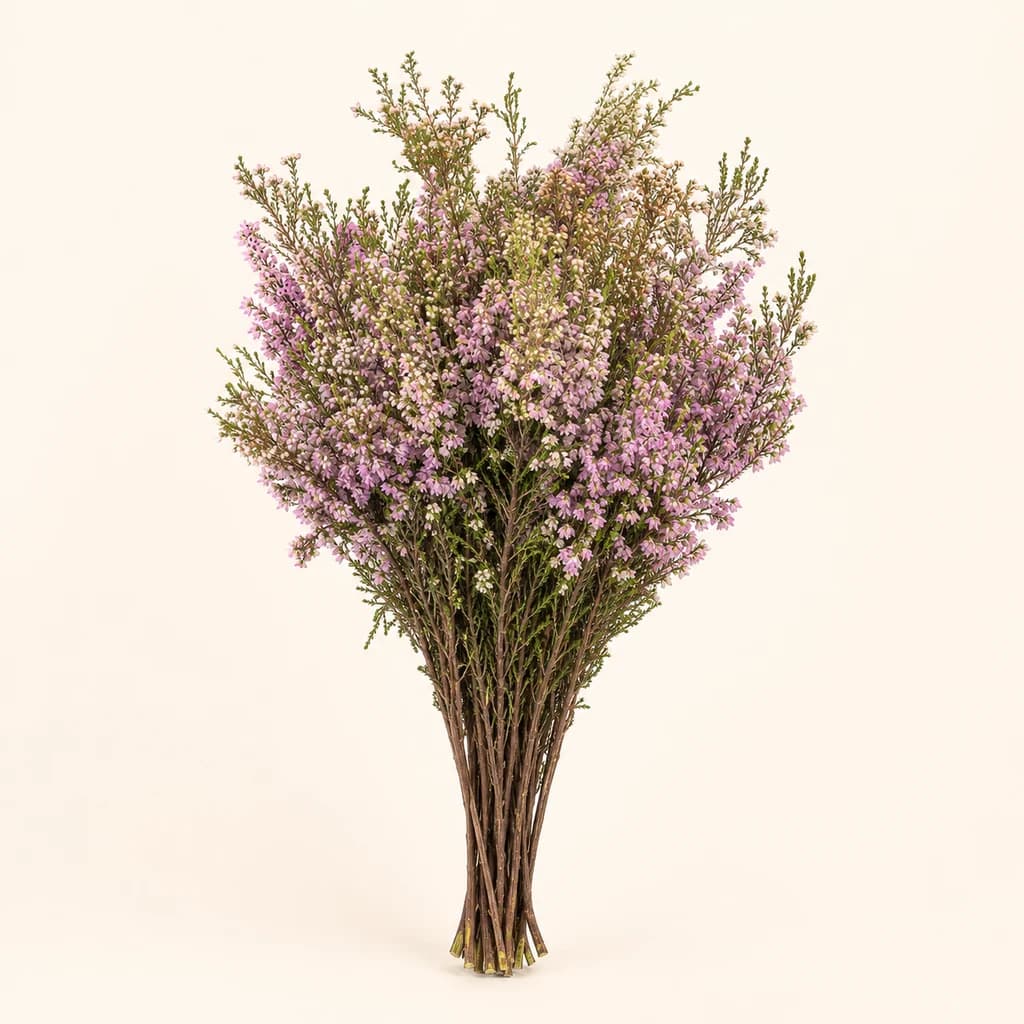 Erica Milanthera Rosa
