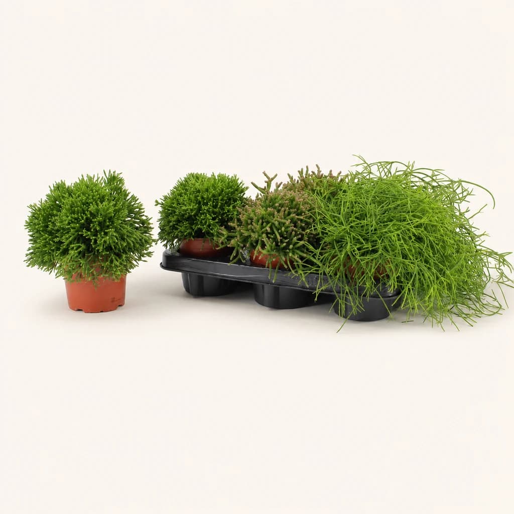 Rhipsalis Mix (mihura-kaktusa)