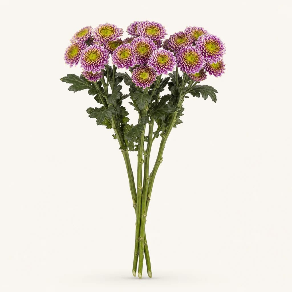 Chrysanthème Okada