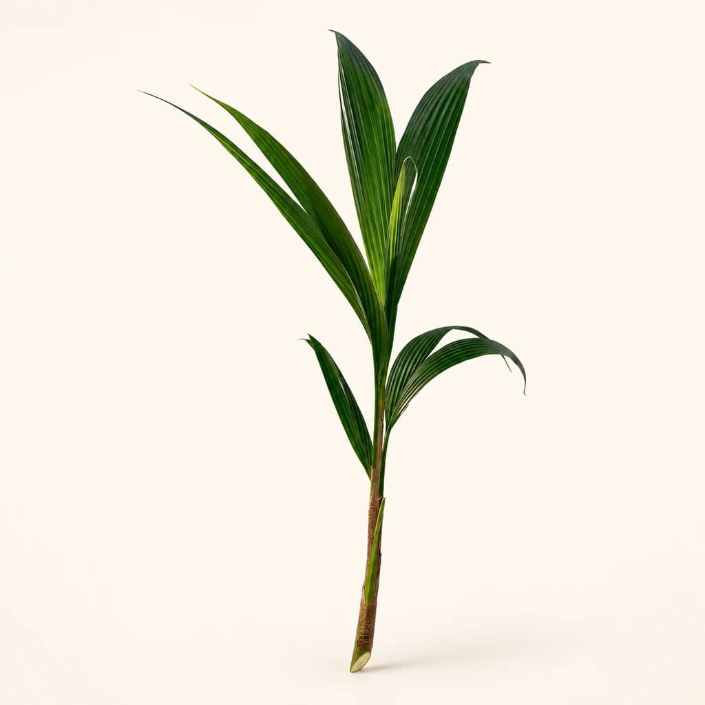 Cocotier