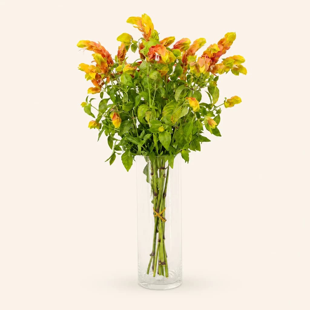 Justicia Ceviche Lore Tropikal Laranja