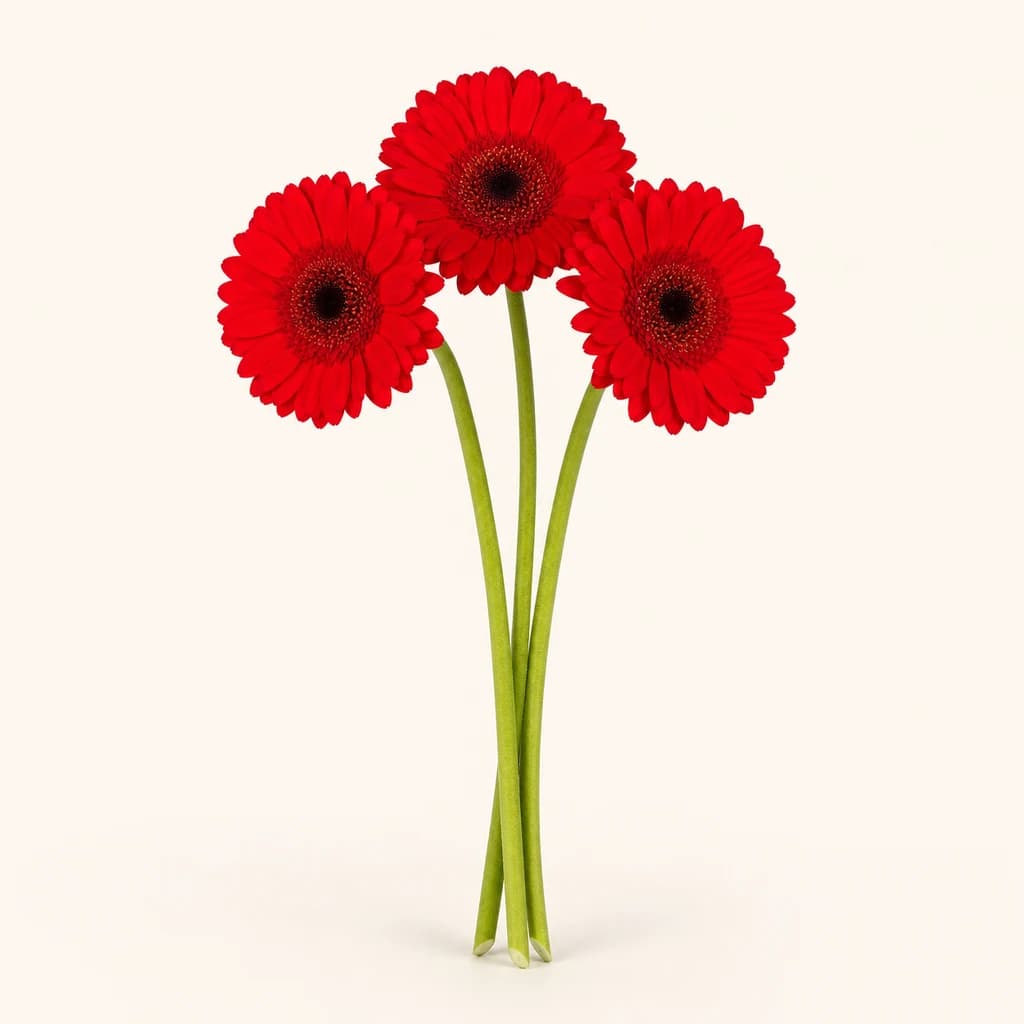 Mini Gerbera Nirvana
