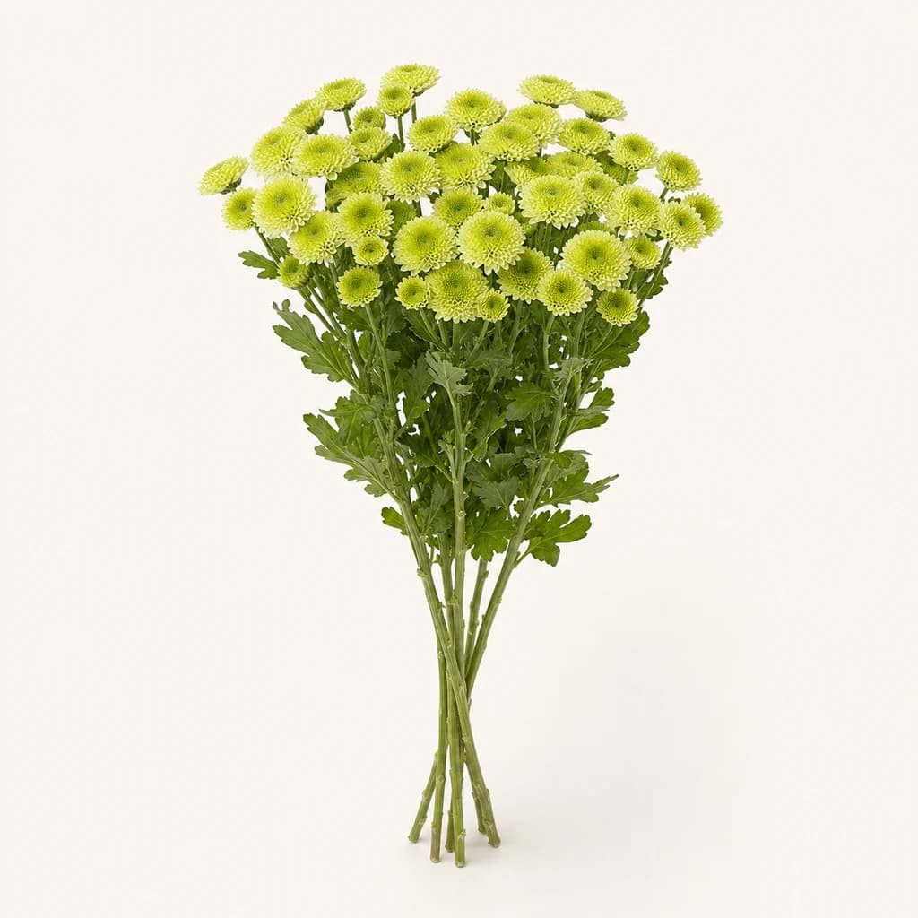 Chrysanthème Santini Bumper vert