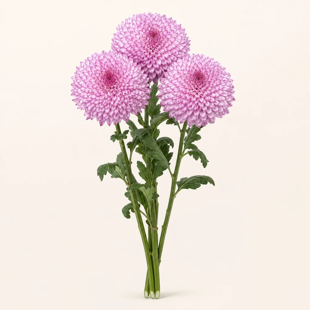 Chrysanthème Lend rose