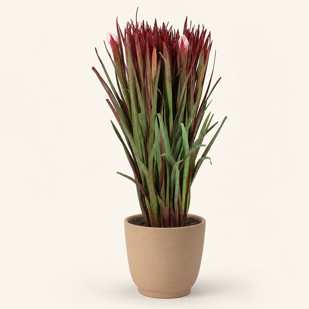 Bouquet d'iris rose Issy Pink