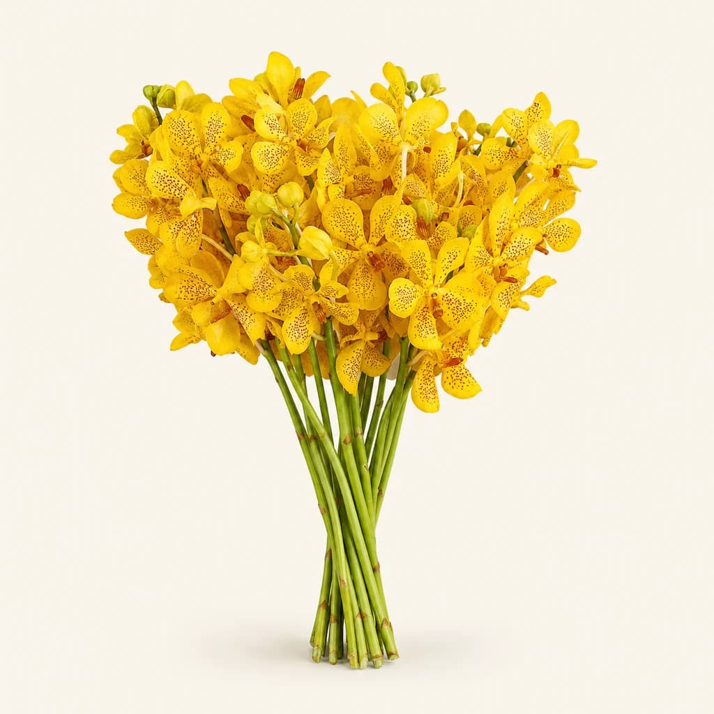 Orquídia Mokara Duangpon groga