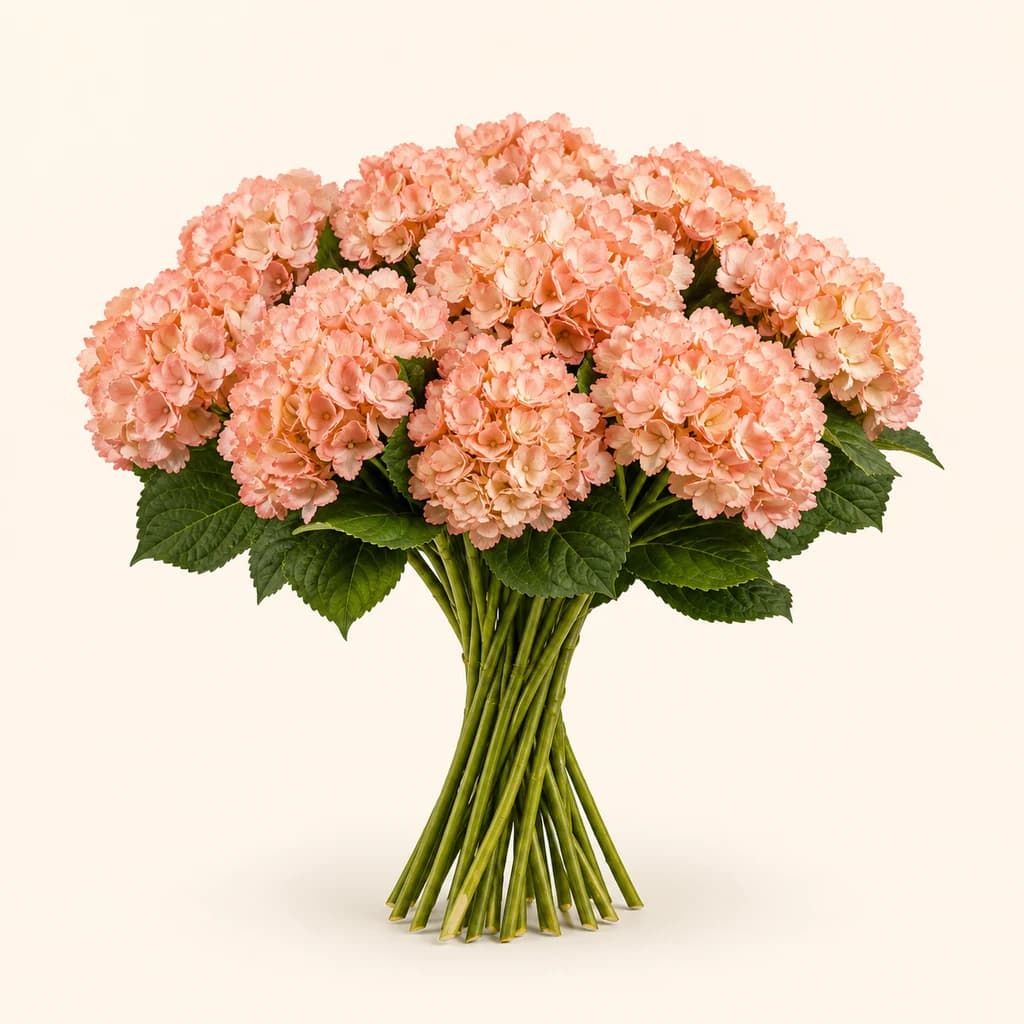 15 Hydrangea (hortentsia) koral-mertxika margotuen sorta
