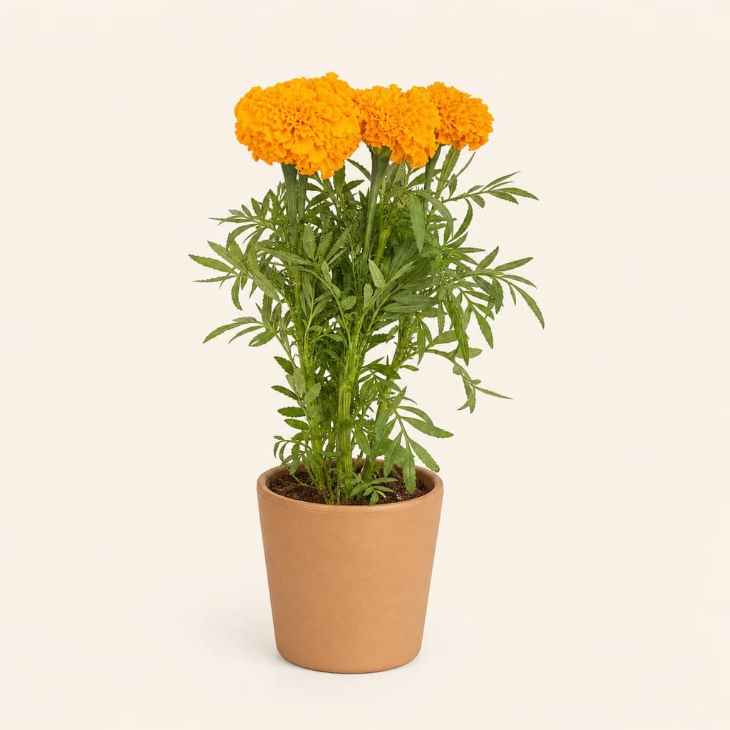 Tagetes Promise Laranja Intenso