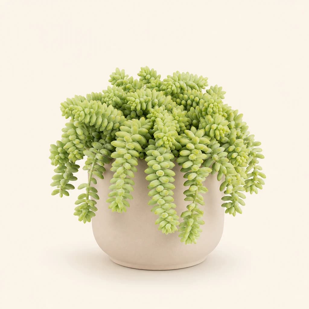 Sedum Burrito Penjant
