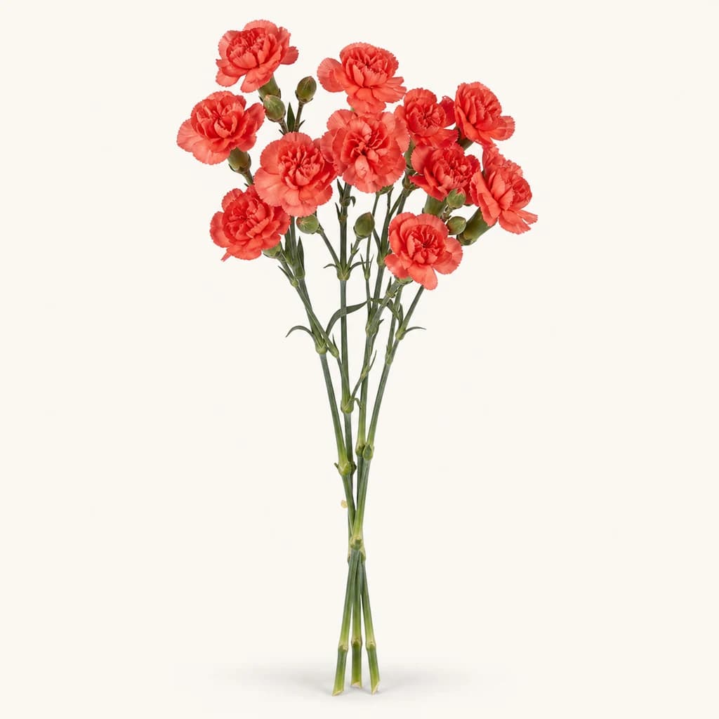 Clavel mini Valencia naranja