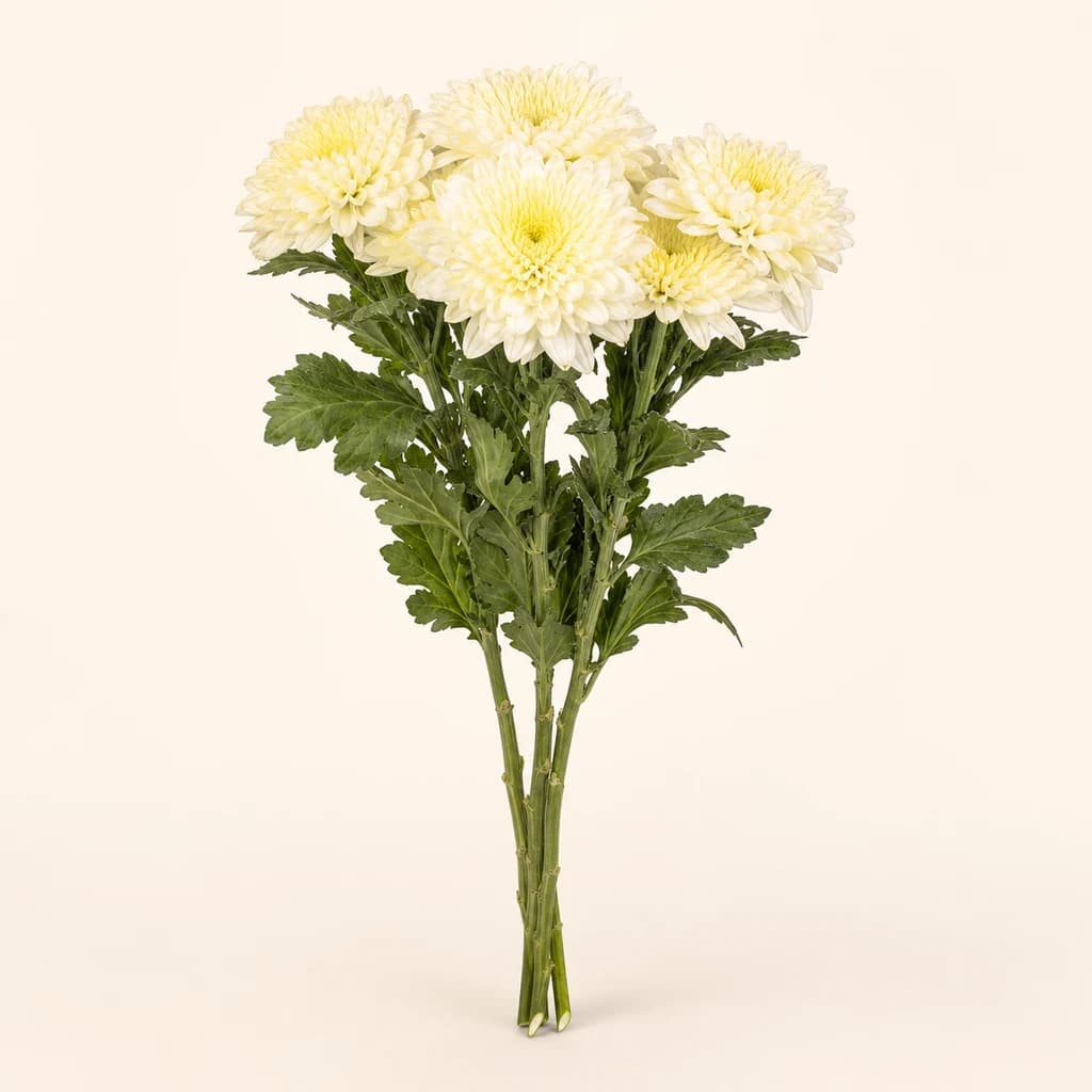Chrysanthème White Polaris Crème