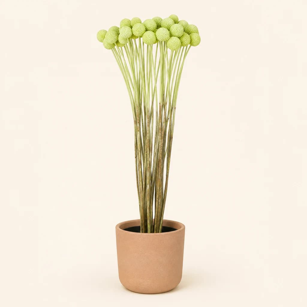 Manojo de 20 Craspedia verde mint teñida