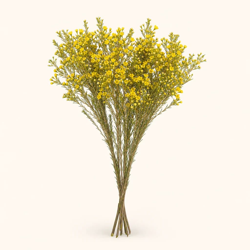 Argizari-lore Horia (Waxflower)