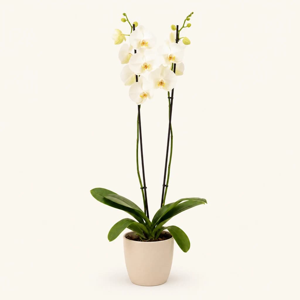 Orchidée Phalaenopsis blanche Decorum (2 hampes)