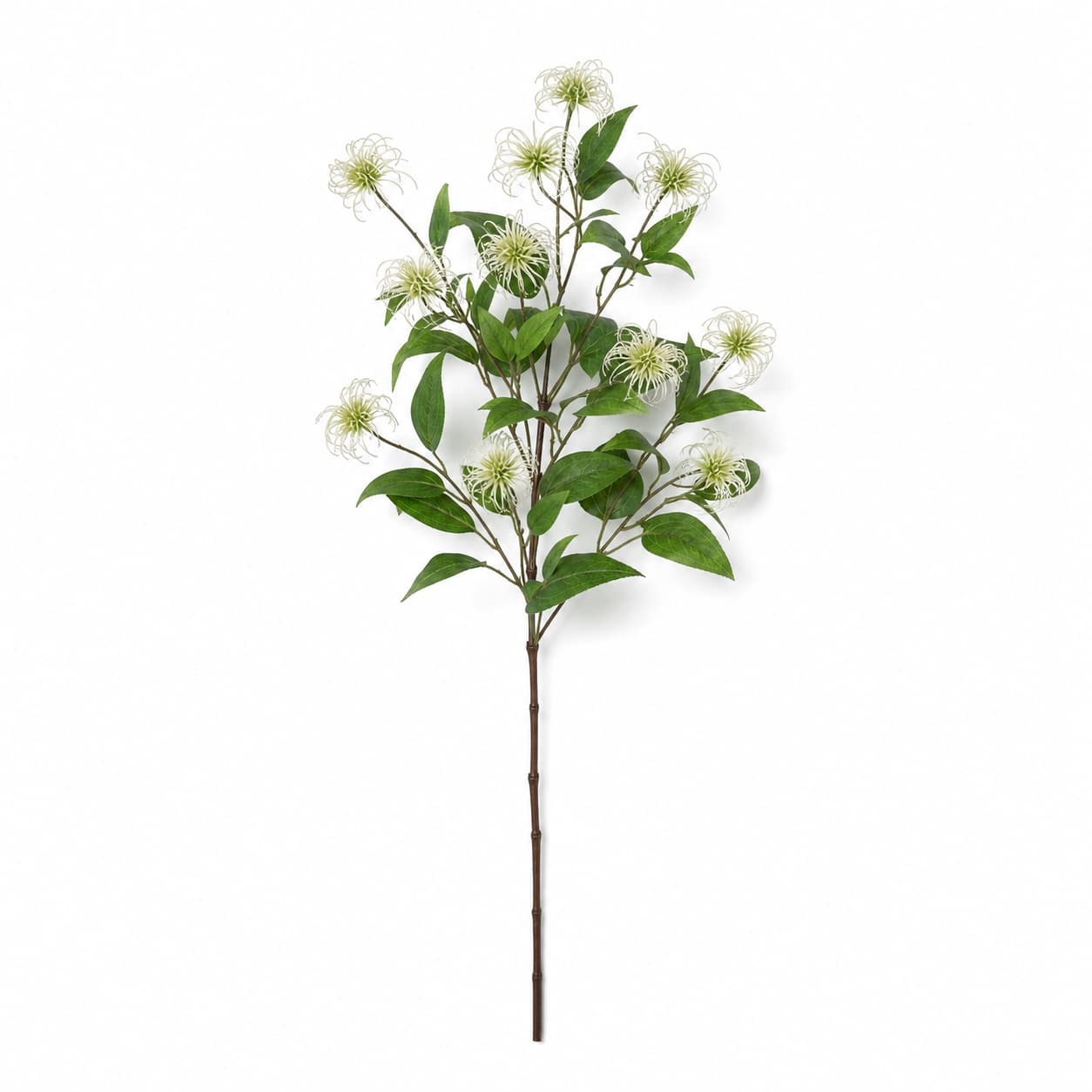 Clematis Amazing Kibo blanca