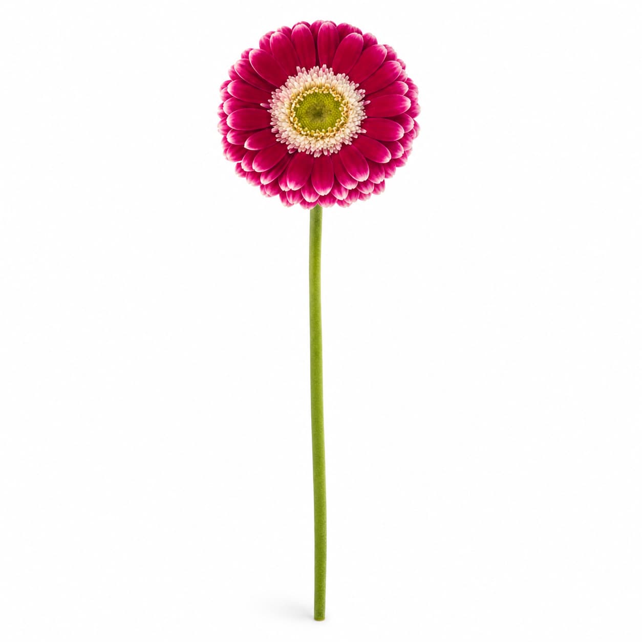 Gerbera mini Cassis bicolor