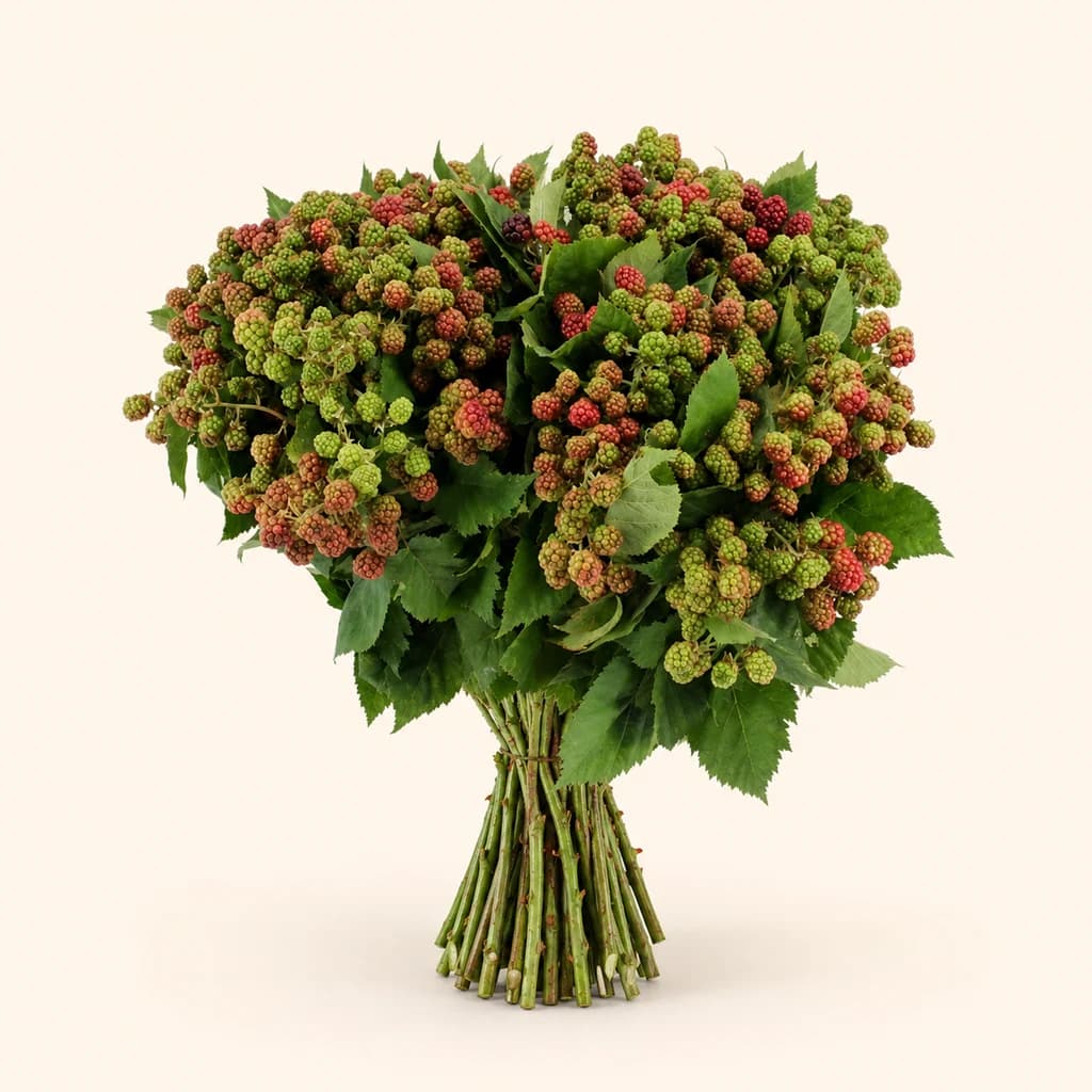 Rubus Chester rouge