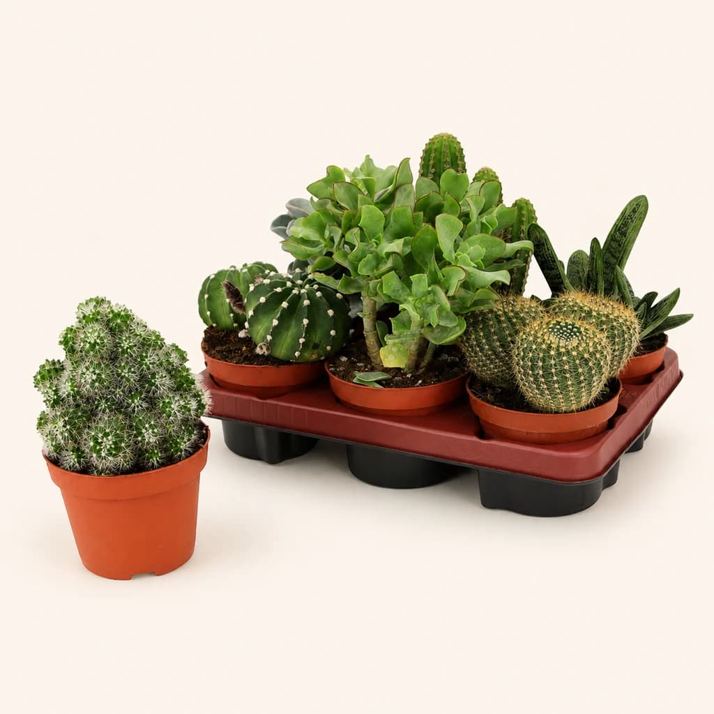 6 kaktu askotariko bilduma (Cactaceae), 30 cm