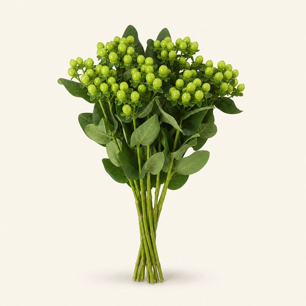 Hypericum Coco Bamboo