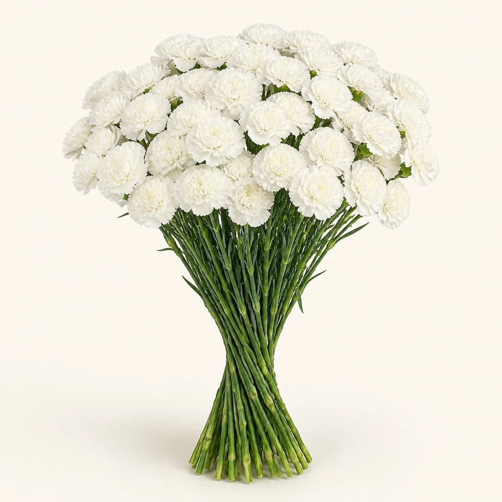Œillet blanc sélection