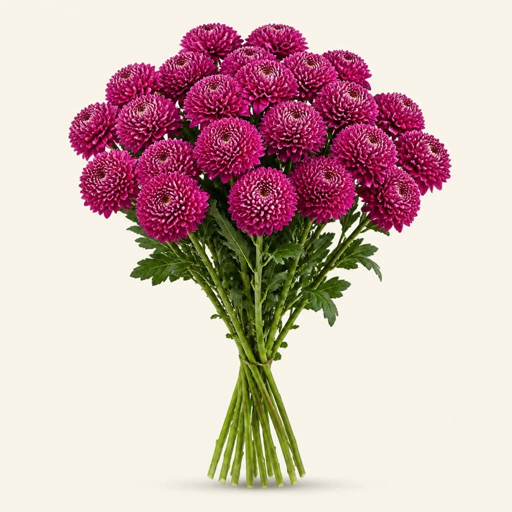Crisantemo uniflora Gustav Lychee morado