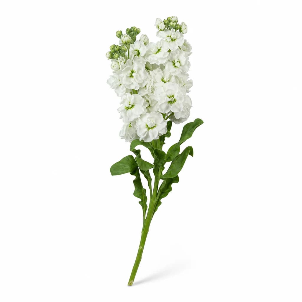 Alhelí Aida blanco