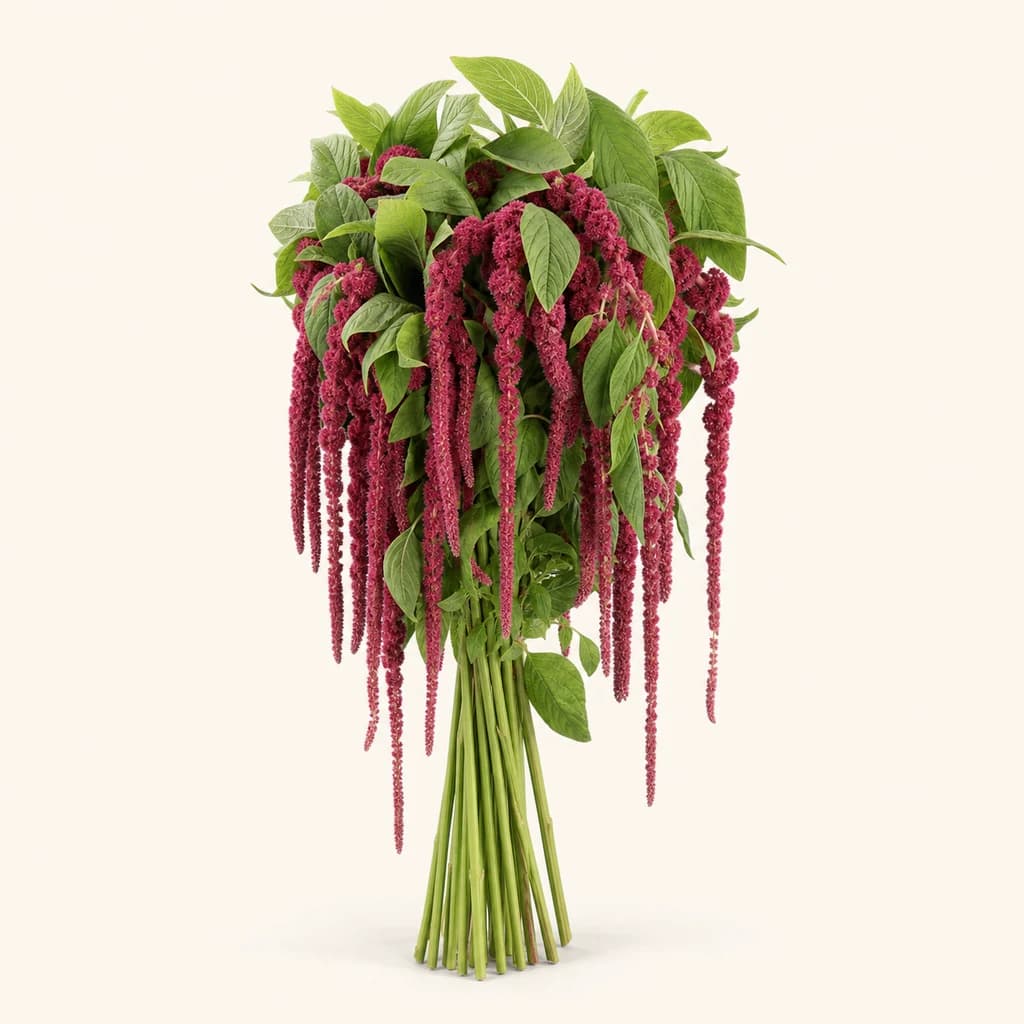Bouquet de 10 amarantes (Amaranthus caudatus) Red Cord grenat