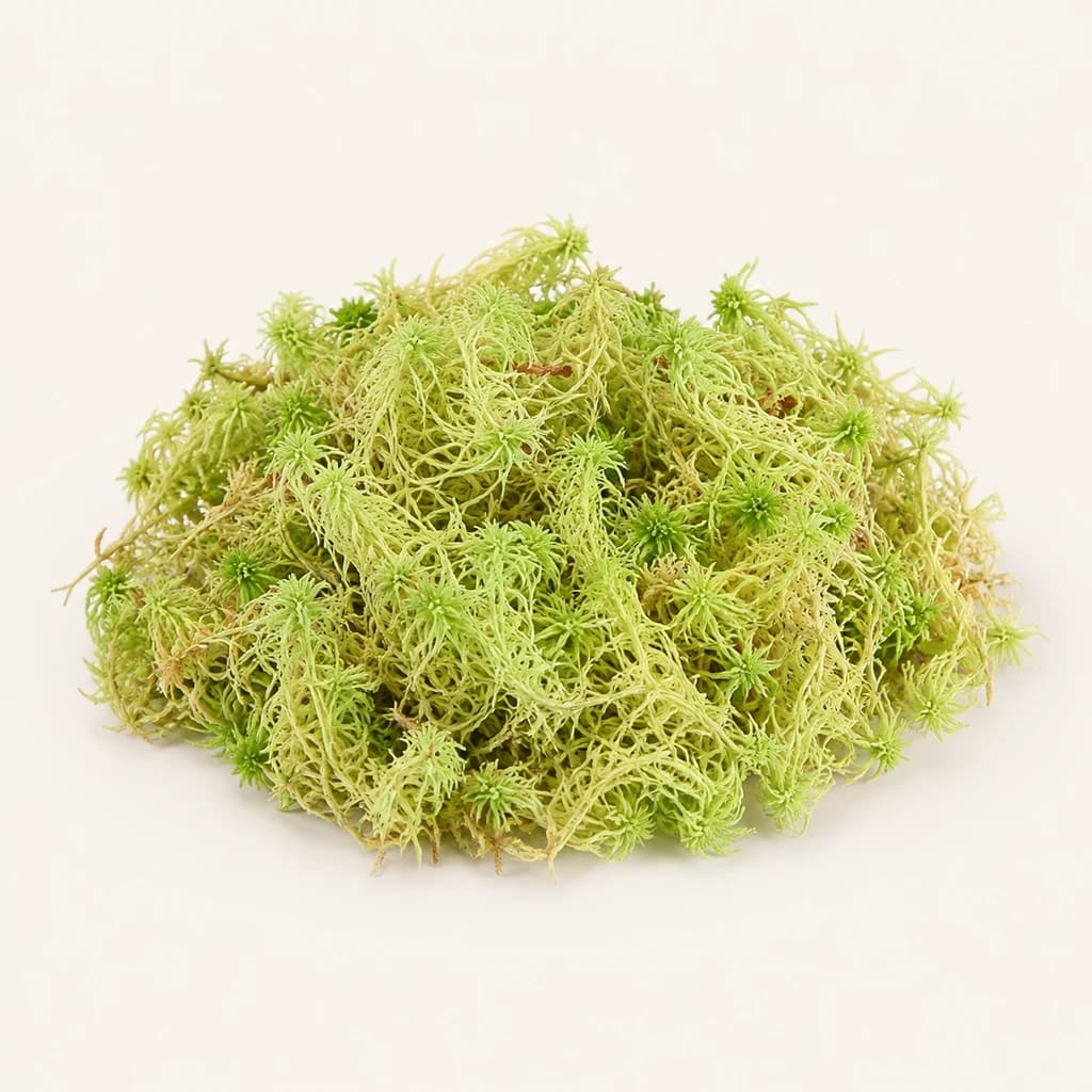 Sphagnum Goroldio