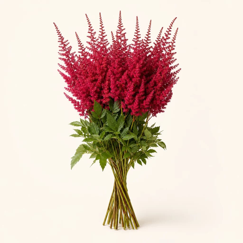 Astilbe Paul Gaarder granate