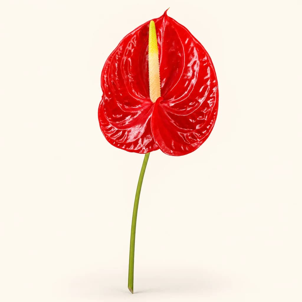 Anthurium Tropical vermell (flor de flamenc), pack des de 12 plantes