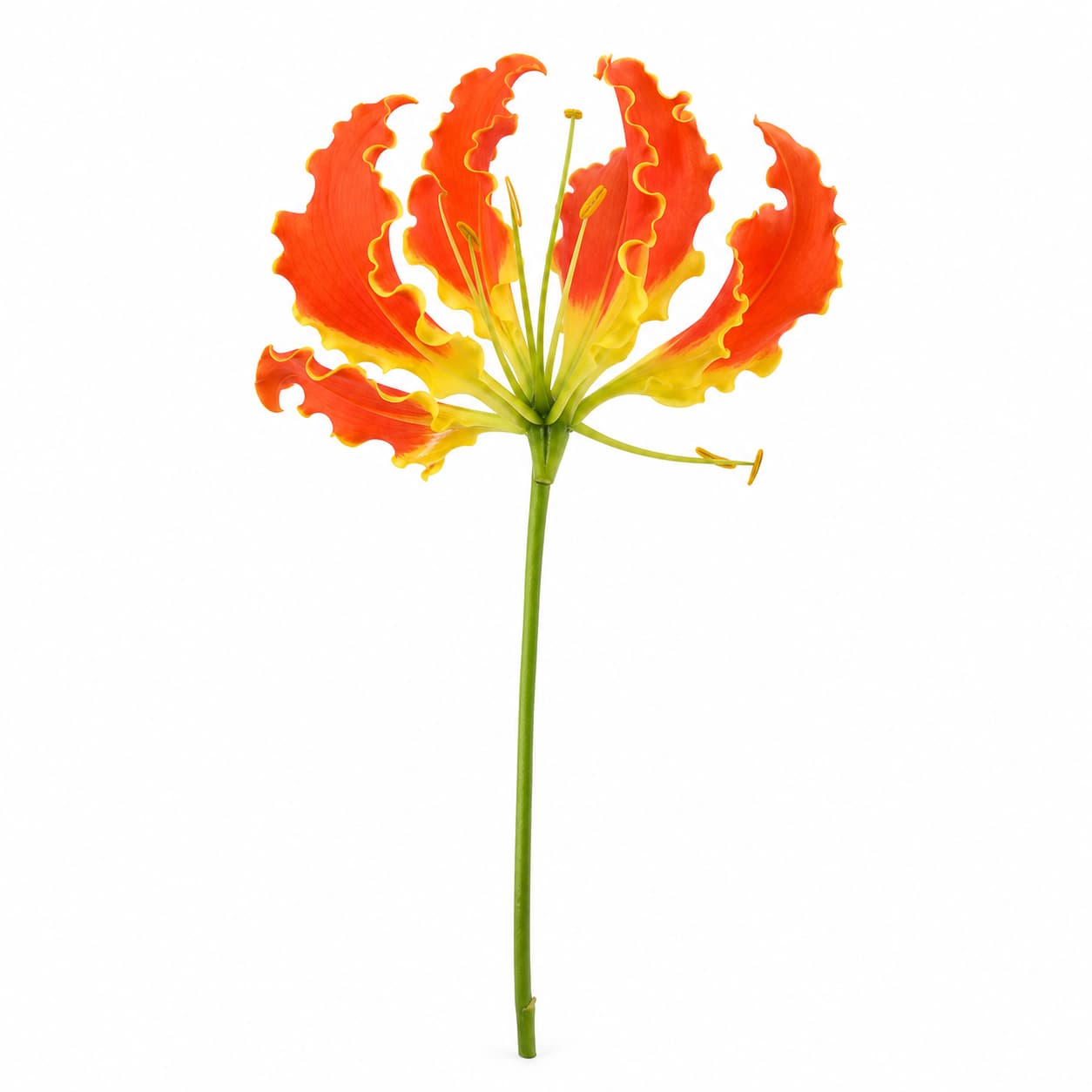 Gloriosa Leonella naranja