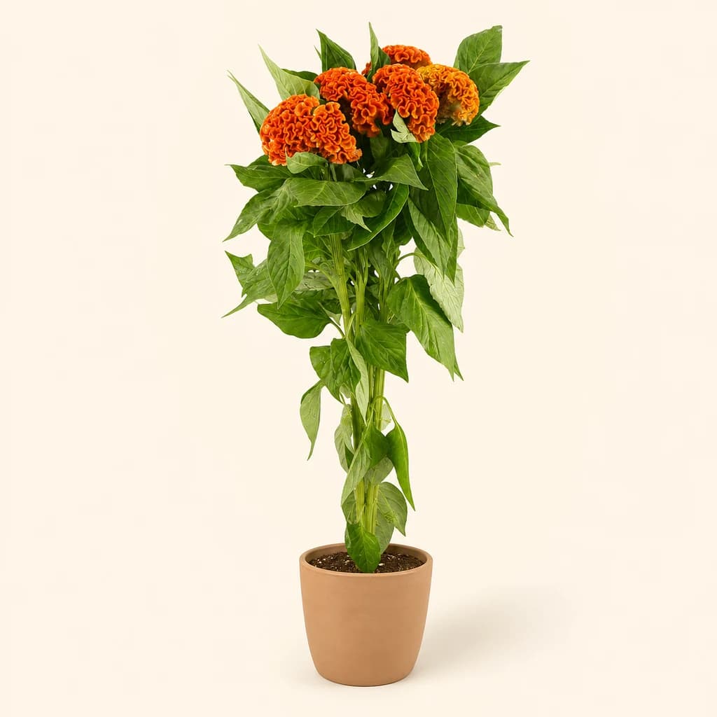 Ram de 5 Celosia cristata (cresta de gall) Act Zara taronja