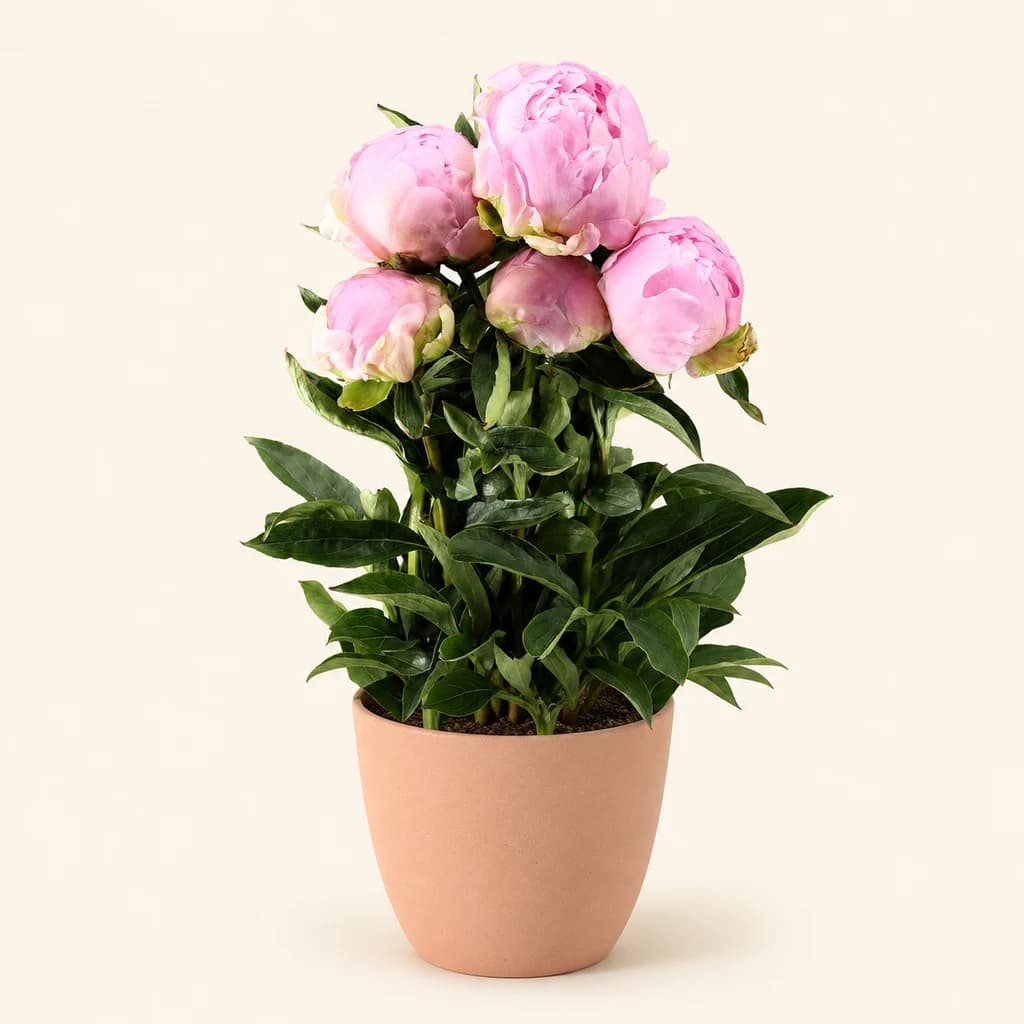 Bouquet de 10 Pivoines Rose Pâle Dinner Plate