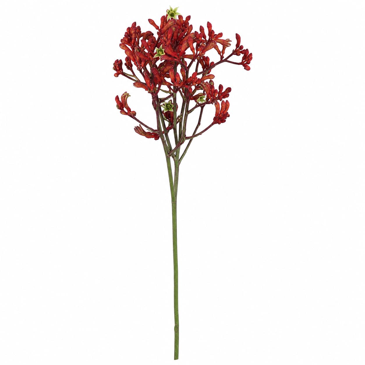 Anigozanthos Early Spring grenat (patte de kangourou)