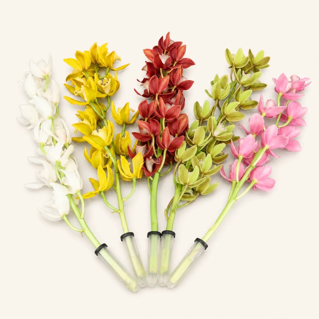 Lot de 15 Cymbidium Assortis