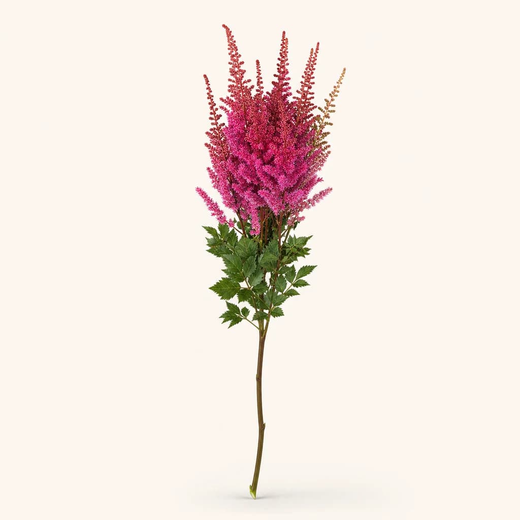 Astilbe Maggie Daley