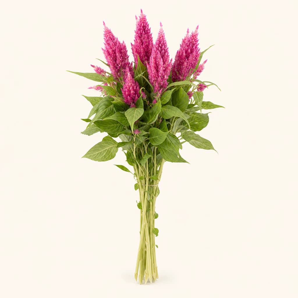 Ramo de 10 Celosias Rosas Sunday Bright Pink