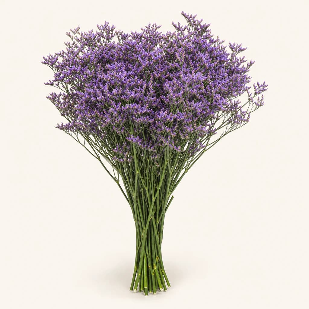 Limonium blau Safora