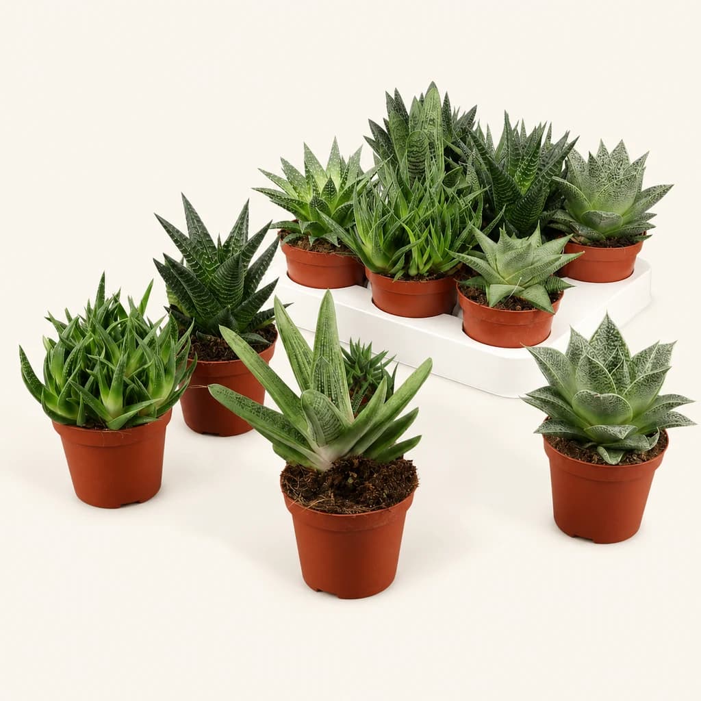 Aloe i Haworthia variats