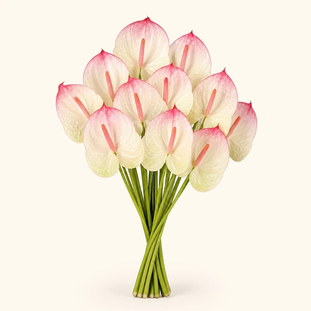 Anthurium Lybra