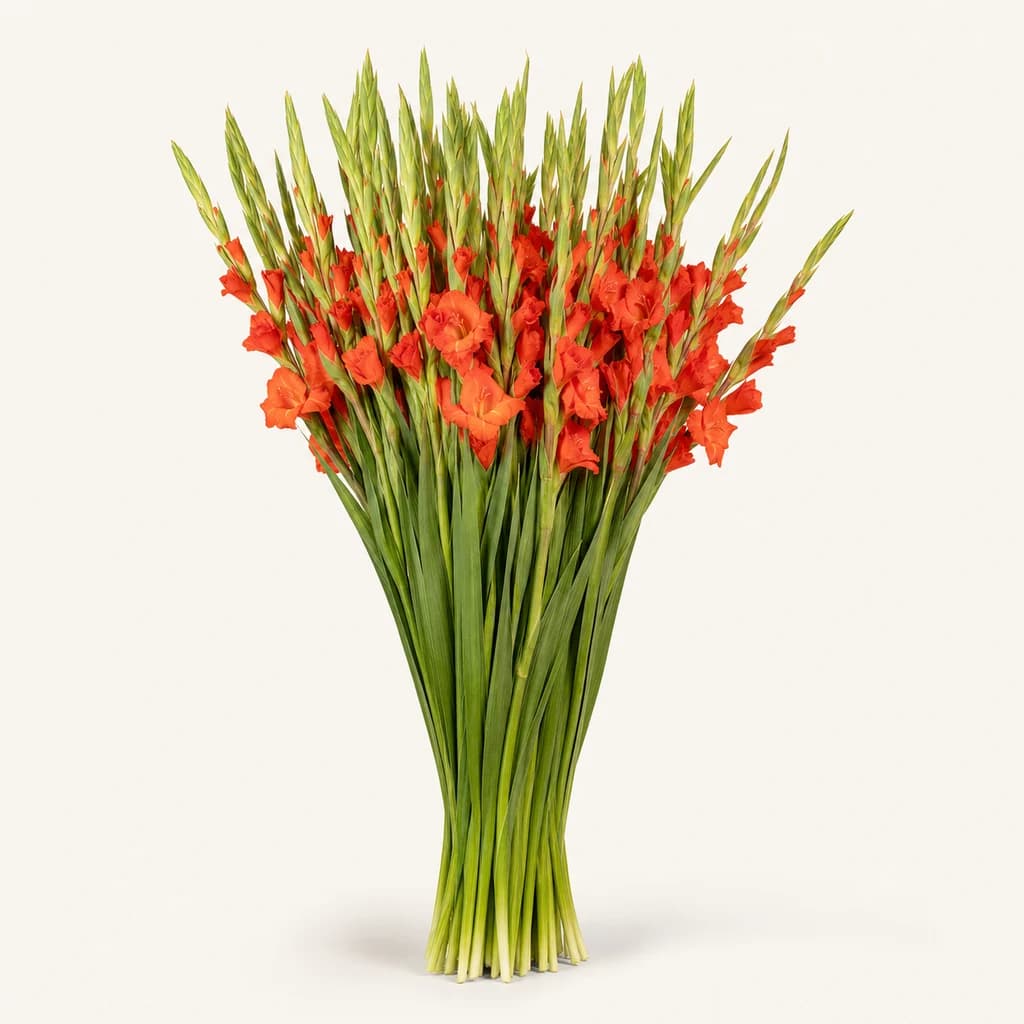 Bouquet de Gladiolus (glaïeul) Stormy orange